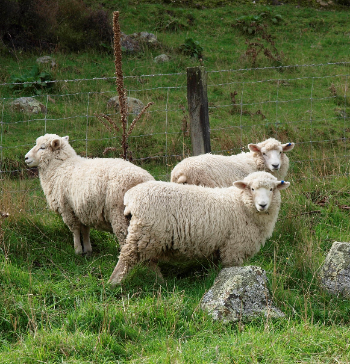 White romney lambs at Flea bay